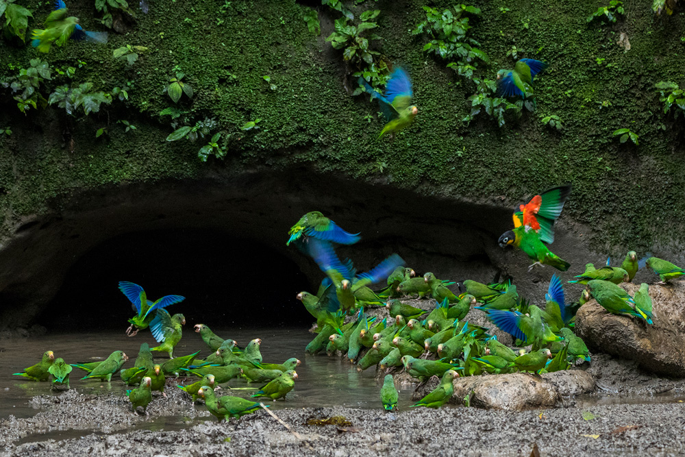 Los icónicos Loros de la Amazonia nos cautivarán por la belleza de su plumaje de vivos colores MANATEE AMAZON EXPLORER CRUCEROS EXPLORACIÓN AMAZONIA CRUCEROS CRUCEROS EXPLORACION CRUCEROS FLUVIALES EXPEDICION CRUCEROS RIO AMAZONAS ANAKONDA AMAZON CRUISES #AnakondaAmazonCruises #ManateeAmazonExplorer #CrucerosAmazonas